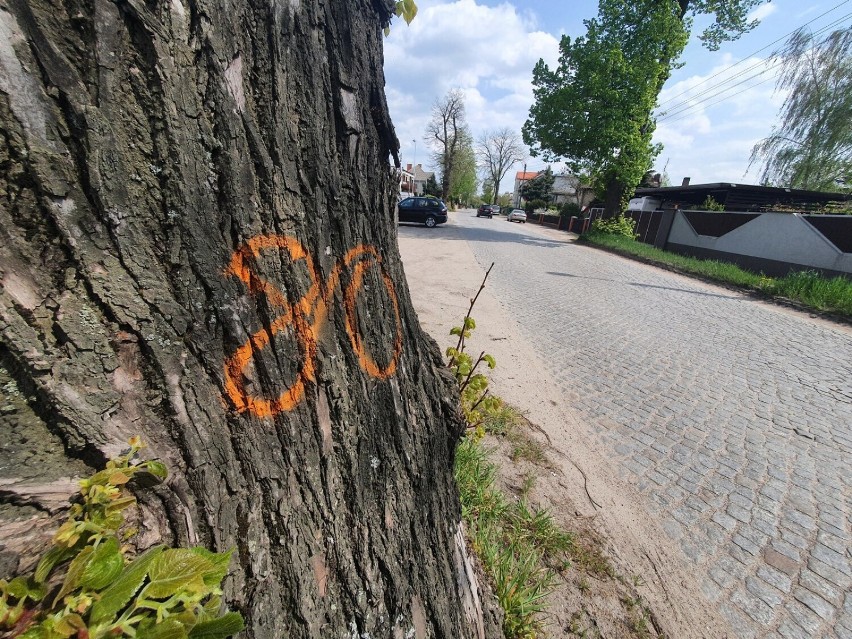 Drzewa wzdłuż północnej części Święciechowskiej z oznaczeniami - numerami