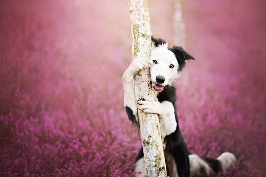 Te psy pozują do zdjęć lepiej niż Ty. Zobacz niesamowite fotografie polskiej studentki