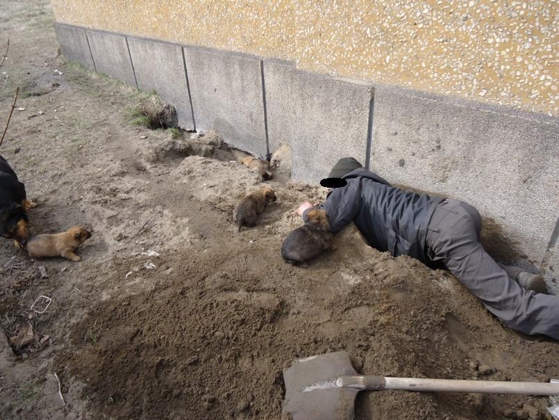 Rybnik: Zaniedbywane dwa psy i cztery szczeniaki trafiły do schroniska