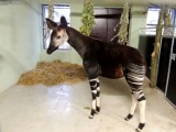 Do wrocławskiego zoo przyjachało okapi [zdjęcia]