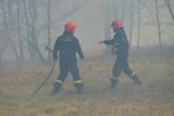 Ogromny pożar roślinności wybuchł w Zduńskiej Woli [zdjęcia, wideo]