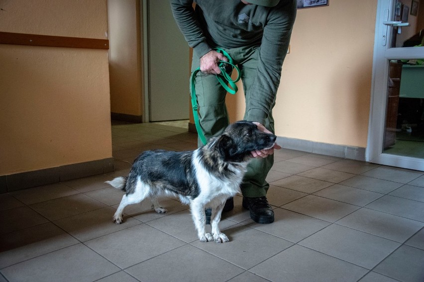18 psów i kotów z bełchatowskiego schroniska w nowych domach po Dniu Adopcji. Akcja trwa przez cały tydzień [ZDJĘCIA]