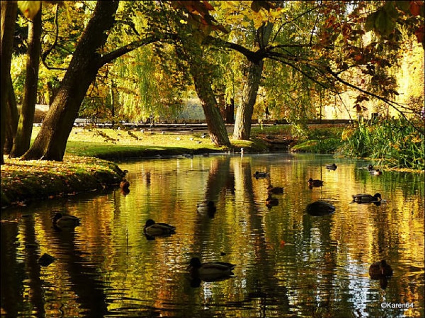 Jesień w Parku Oliwskim
