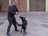 Pies policyjny w Sosnowcu. Pero zaczyna służbę w garnizonie sosnowieckim