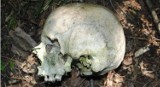Makabryczne odkrycie w Podzamczu. Poszli na grzyby i znaleźli ludzką czaszkę