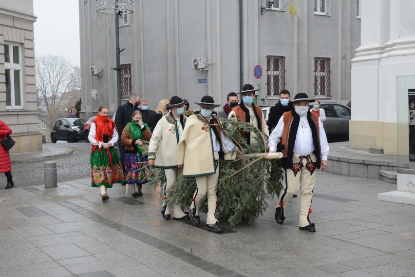 Wadowice. Górale z Zakopanego podarowali choinkę dla muzeum Jana Pawła II. To już tradycja