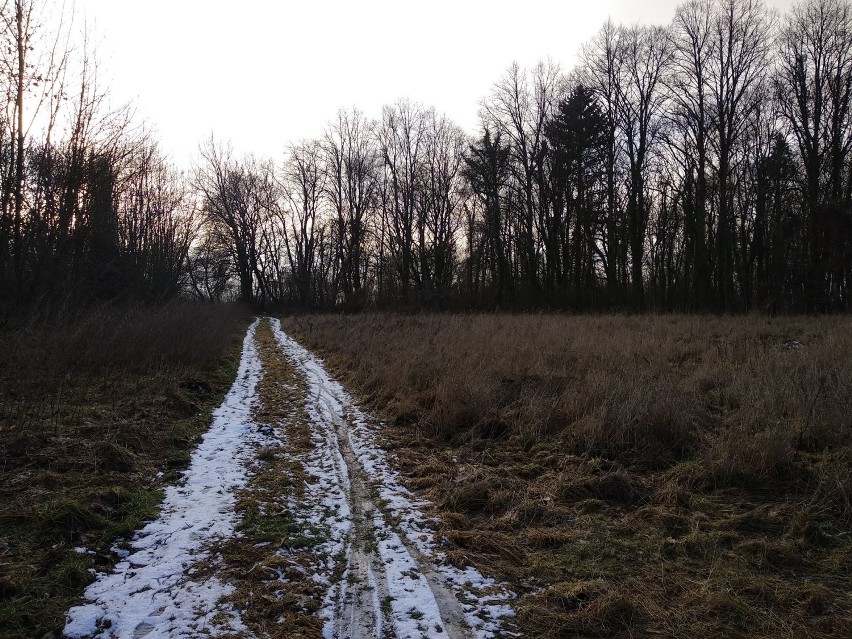 PYRZYCE NA ZDJĘCIACH INTERNAUTÓW