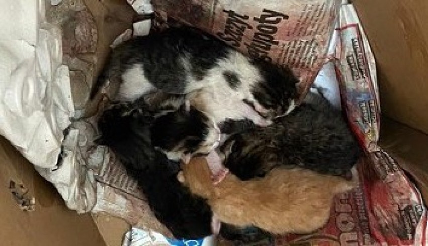 Bezdomna kotka urodziła małe w kartonie, na śmietniku w...