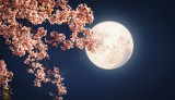 Kalendarz księżycowy prac w ogrodzie na maj 2024 r. Sprawdź, kiedy siać, sadzić, a kiedy ciąć i kosić zgodnie z fazami Księżyca