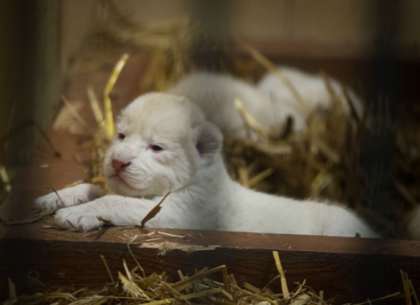 To pierwsze narodziny białych lwów w Polsce. Trzy kociaki...