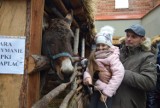 Boże Narodzenie 2018 w Kaliszu. Zobacz piękne szopki w kaliskich kościołach ZDJĘCIA