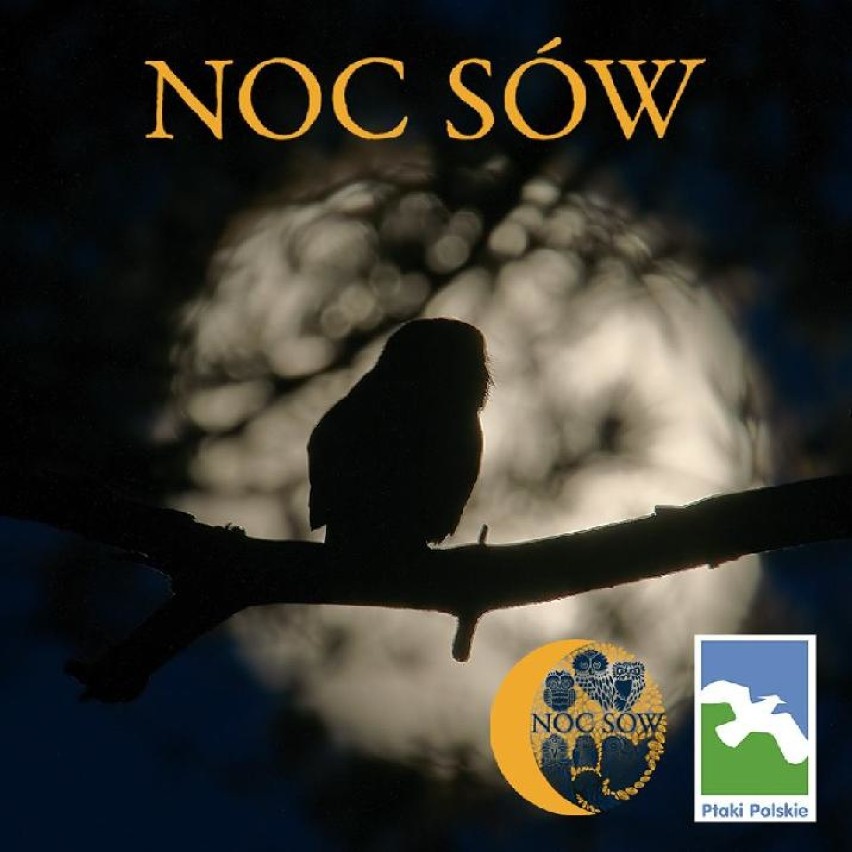 Noc Sów