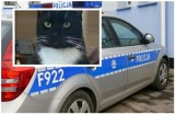 70-latek z Bełchatowa podejrzany o znęcanie się nad kotem i uśmiercenie zwierzęcia