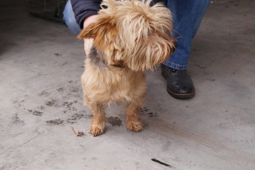 Bezpański pies znaleziony w Gniazdowie. Poszukiwany jest właściciel
