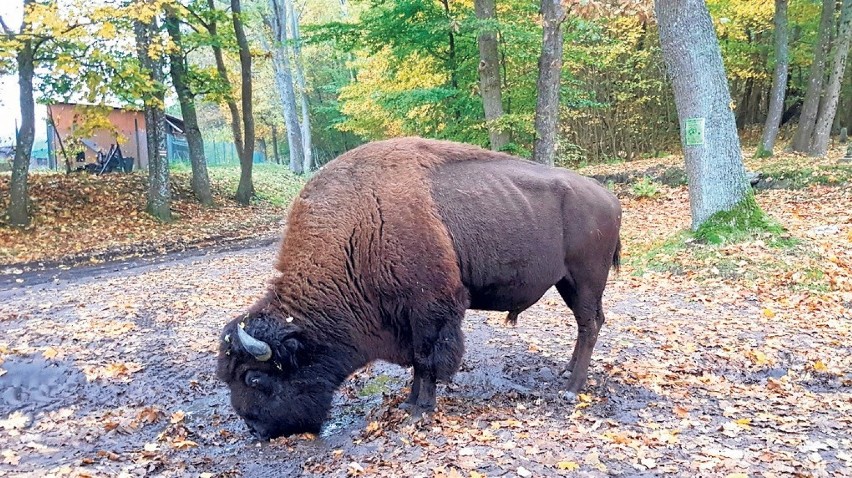 To nie żubry, a bizony w ostatnich dniach można było spotkać...