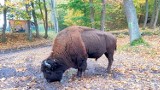 W Koszalinie na Lubiatowie możecie spotkać... bizona [zdjęcia]