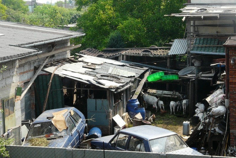 Nielegalna hodowla kóz utrudnia życie mieszkańcom części Rokicin