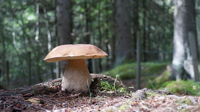 W lasach Pasma Brzanki grzybów nie brakuje. Wielkie otwarcie...
