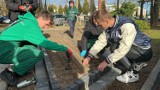 Inauguracja akcji "Pola Nadziei" w diecezji radomskiej. Uczniowie Agrotechnika zasadzili Żonkile na rzecz chorych na nowotwory