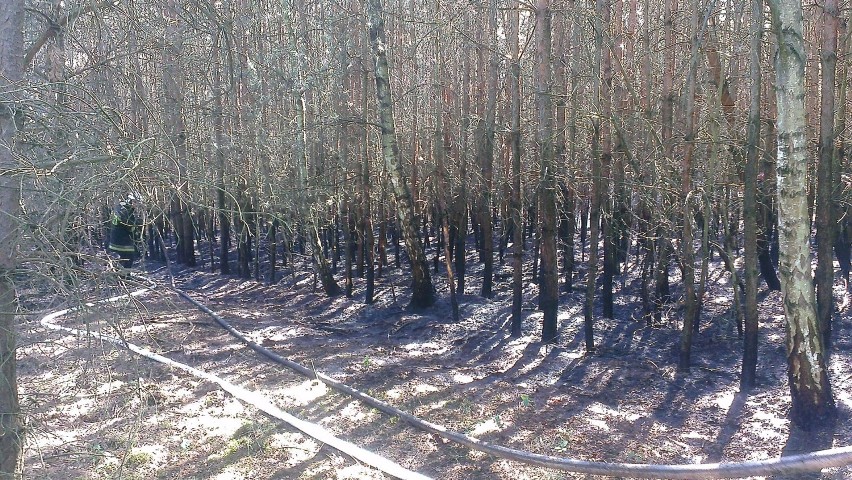 Pożar lasu w Polkowie