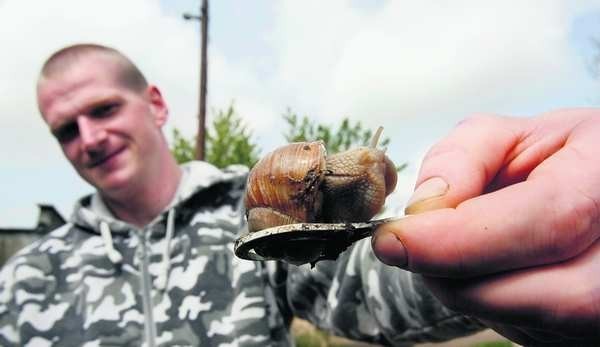 W tym roku zbiory winniczków zapowiadają się bardzo dobrze. Na zdjęciu jeden ze skupujących Piotr Strzelecki