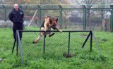Policja szuka psich funkcjonariuszy. Będą bronić przewodników, tropić i ścigać przestępców