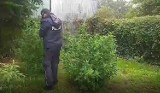 Policja z Wągrowca zatrzymała mężczyzn z narkotykami. Przejęto także uprawę konopi