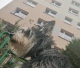 Jastrzębie-Zdrój: Pies wypadł z dziesiątego piętra i... nic mu się nie stało! "To cud" - mówi weterynarz