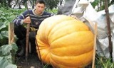 Rekordowa dynia z Kaczewa koło Radziejowa. Ma aż 230 kilogramów i wciąż rośnie