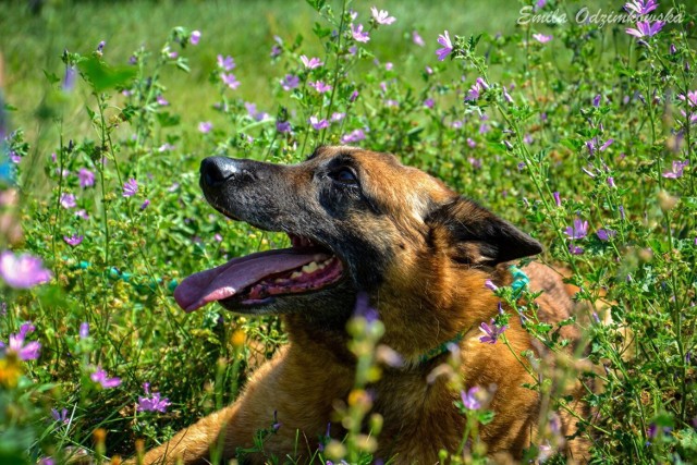 Na swoją rodzinę czeka między innymi Koka. Na kolejnych zdjęciach w galerii psy z radomskiego schroniska, które czekają na adopcję.