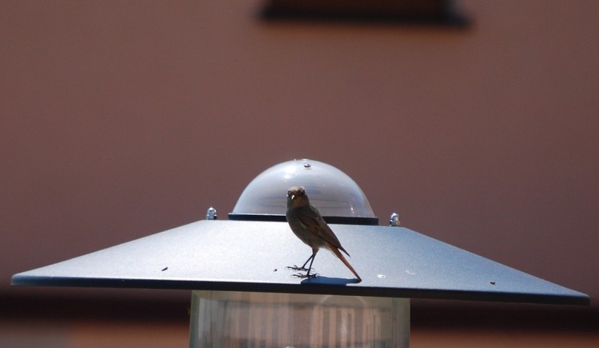 Wałbrzych: Internauta sfotografował UFO!