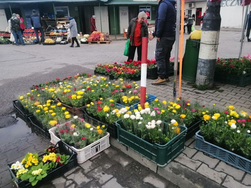 Wiosna na giełdzie w Sandomierzu. Są już kwiaty balkonowe. Jakie ceny roślin? Zobacz zdjęcia