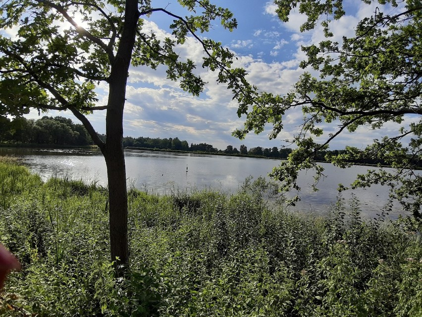 Nazieleńce w Brzeszczach są przepiękne. Idealne na wycieczkę