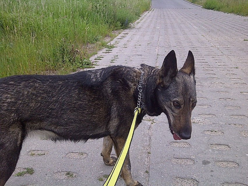 Znaleziono psa w Gdyni Fiakakowo