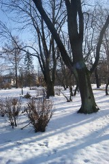 Zakopane, Rabka, Nowy Targ: Sprawdzamy gdzie trafia drzewo z górskich parków?