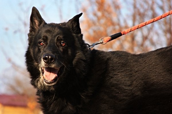 Elaps jest przyjaznym, miłym i kontaktowym psem. Wspaniale czułby się w domu z dużym ogrodem, gdzie mógłby swobodnie pobiegać i godnie pilnować mienia. Do schroniska trafił poprzez interwencję, zagubił się koło hotelu przy DK 1