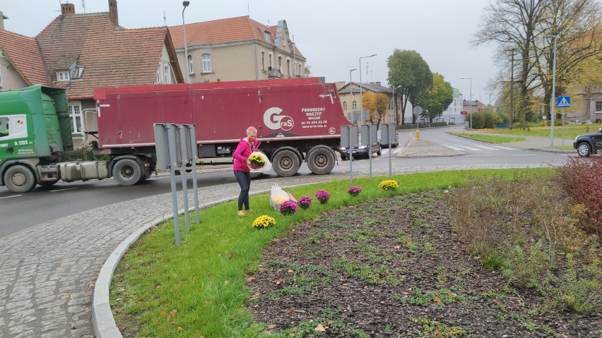 Brawo Beata i Tomasz! Wsparli sprzedawców chryzantem. Kupili i ustawili kwiaty wokół ronda przy ul. Bydgoskiej