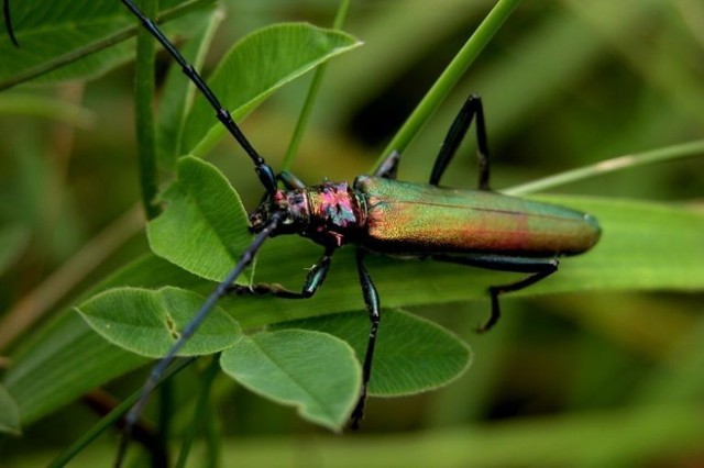 Wonnica piżm&oacute;wka (Aromia moschata)
Fot. Artur Hampel 
Zapoznaj się z artykułem na temat owada