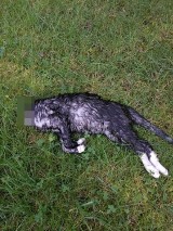 Zwyrodnialec obciął kotu głowę w Boguszowie-Gorcach i wrzucił do ogrodu kobiecie, która go dokarmiała! 