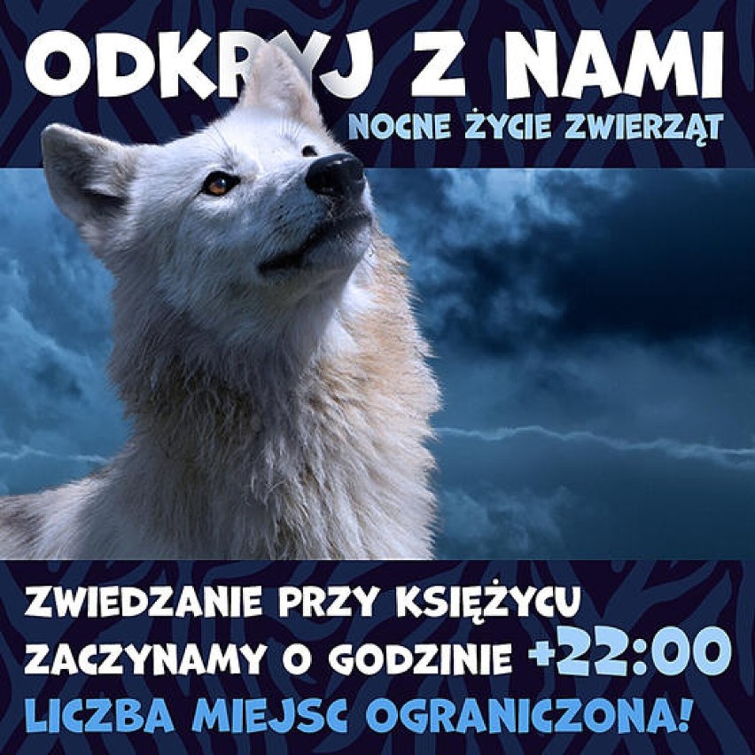 14. urodziny Zoo Borysew w długi weekend 13-15 sierpnia. Będzie wiele atrakcji, w tym nocne zwiedzanie ZDJĘCIA, PLAKATY