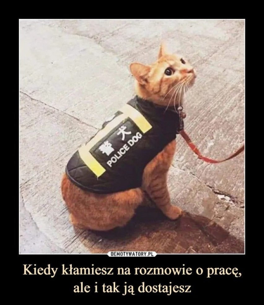 Dzisiaj Dzień Kota! Zobacz memy, które rozbawią Cię do łez. Te koty poprawią humor każdemu [17.02.2022]