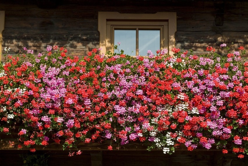 Zobacz, jakie wiszące kwiaty ozdobią balkon i parapet....