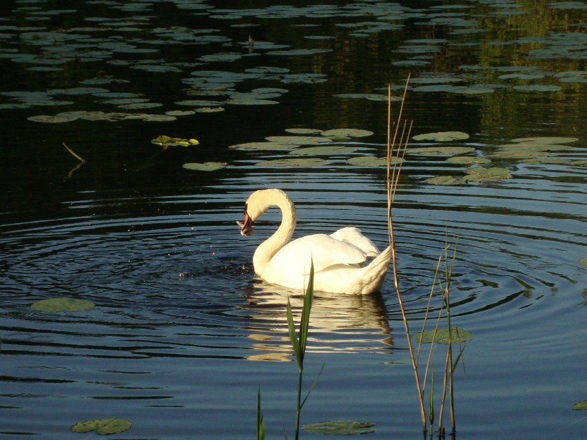 Łabędź i ryba