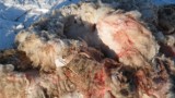 Wilki zaatakowały koło Augustowa. Wataha zagryzła owcę z gospodarstwa z Żarnowa I (zdjęcia, wideo)