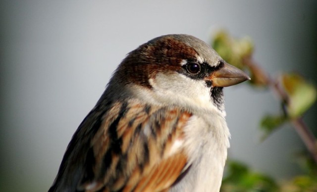 Wr&oacute;bel zwyczajny (Passer domesticus) / samiec