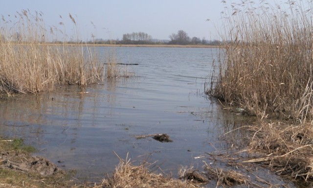 Jezioro Gopło. Poziom wody jest tam katastrofalny