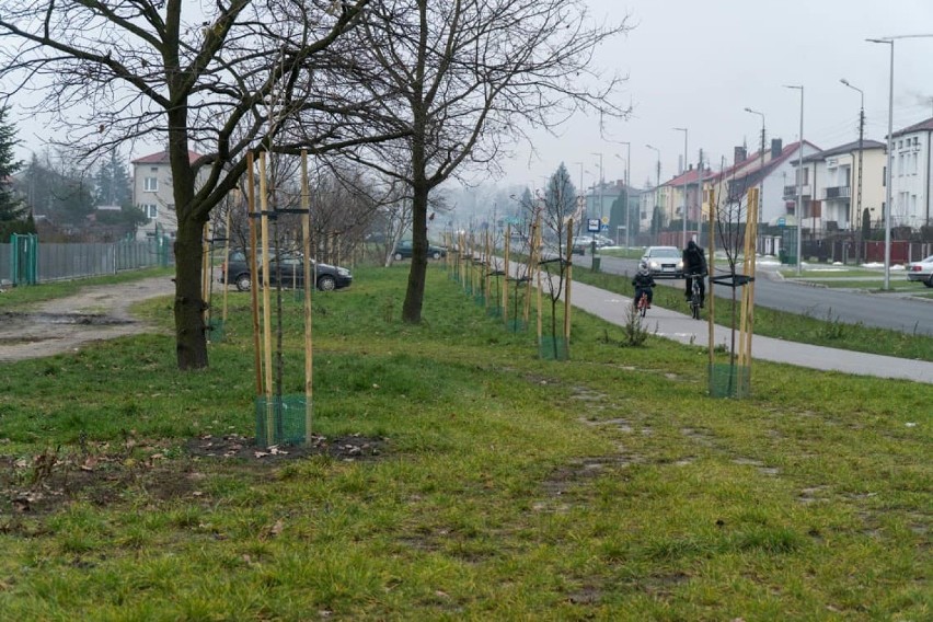 Jesień pod znakiem nowych drzewek i krzewów. Zobacz ile przybyło ich w Białej Podlaskiej!