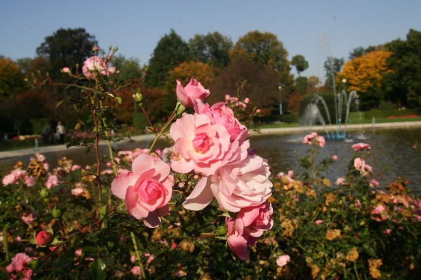 Legnicki park w kolorach jesieni (ZDJĘCIA)