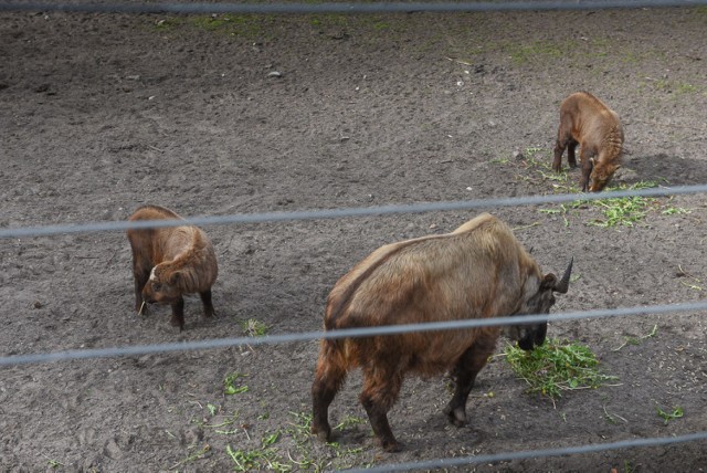 Alfa i Alert to imiona pary takinów, które w lutym, w odstępie kilku dni przyszły na świat w zoo na Bydgoskim Przedmieściu. Młode reprezentują himalajski gatunek kopytnych zagrożony wyginięciem. Jest to wielki sukces hodowlany ogrodu. Imiona wymyśliła Dorota Szydłowska i to ona została symboliczną  matką chrzestną młodych. 

Znamy imiona młodych takinów z toruńskiego zoo [ZDJĘCIA]