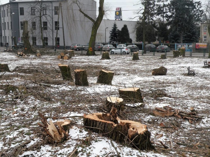 Obywatelski Komitet STOP wycince drzew w Radomsku [PETYCJA]